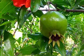 门前种，别乱种！种上“6棵树”，前人享福，后人享“富”图片