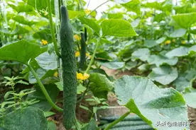 几场大雨过后，黄瓜纷纷染病了，一招挽救，相当简单的方法图片