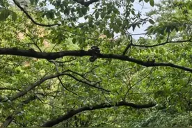 在青岛崂山游玩遇到蛇缠树上，景区回应：发现请远离联系官方处理图片