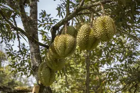 菲律宾香蕉对华出口走下坡路，榴莲来填坑，菲水果出口能翻身吗？图片