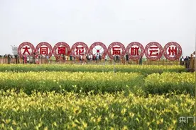 晋头条｜人均增收5000元！山西大同云州区是如何让黄花变“黄金”的？图片