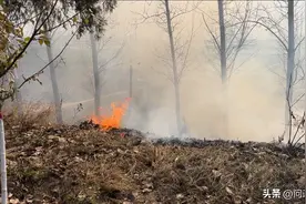 周口一地河堤旁树木被烧、被盗屡禁不止？监管部门：严查！图片