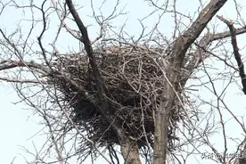 喜鹊窝为什么不怕雨雪？外表看似简陋，内部却是“豪华大别墅”图片