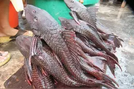 泛滥的清道夫无法走进中国人的胃，印度人表示：可以走进我们的胃图片