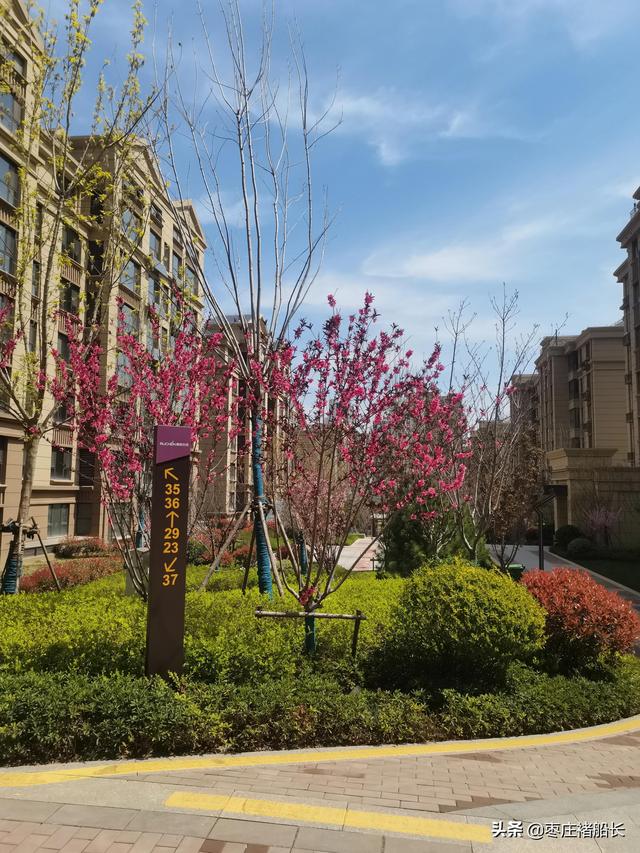 枣庄新城小区探访——南石大盘：水辰•君悦府