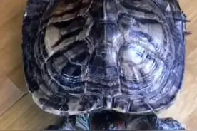 养了16年的乌龟死亡，是饿死还是渴死？乌龟不是能够活很久吗？图片