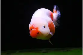 兰寿金鱼正确饲养指南，新手养前入门，注意事项图片