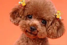 4招教你如何“正确”饲养泰迪犬图片