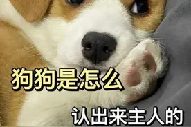 狗狗是怎么认出主人的图片