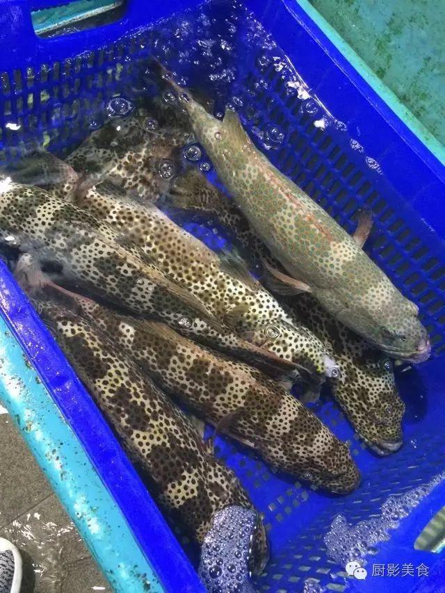 花胶选几级的 花胶等级顺序鱼胶排名大全