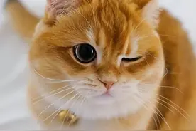 小知识：一次性告诉你“公猫绝育”的利与弊图片