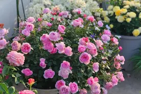 中国“最香”的20种花，有院子必养，一棵满院飘香，不信养养试试图片