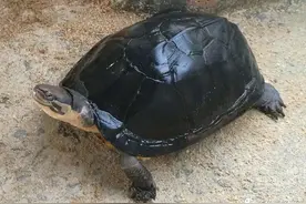 养龟时间长了，就会有曾几何时对不起它的感觉，触景生情图片