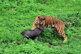 江西出现野生华南虎，此前被证实已经灭绝，野生华南虎还活着吗？图片