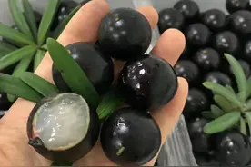 又贵又好吃的果子，一斤卖逾50元，为何少有人种？其实原因有二图片