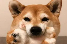 狗子在小的时候，没有经过专业的训练，长大了会变乖吗图片