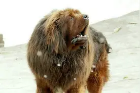 情动高原：半路跟随的主人失踪，藏獒牢守他的单车死去|故事图片