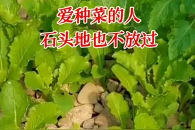 山东：男子种菜有“奇招”，草都难长的地变优质菜园，咋做到的？图片