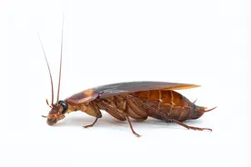 厨房蟑螂太多，有什么办法可以彻底根除呢？图片