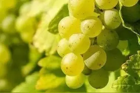 无籽葡萄 | 关于它的谣言，你一定听说过图片