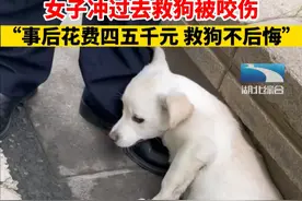 小狗被车撞后瘫坐在路边，女子救狗却被咬伤，花去医药费并表示不后悔图片