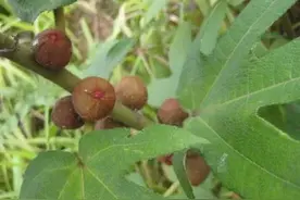 五指毛桃：叶似五指果似桃，祛风湿，健脾胃，通经络，止咳嗽图片