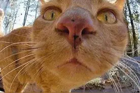 沙雕什么意思？沙雕是骂人么？图片