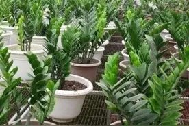 夏天别买花了，6种花繁殖能力强，摘片叶子就能插活图片