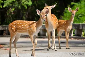 养殖20头“梅花鹿”，大概一年挣多少钱？养殖户：算一算就有底了图片