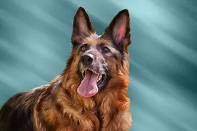 金毛、拉布拉多和哈士奇哪个好？要不是过来人提醒，差点买错图片