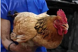 真实存在的“猪生象”现象图片