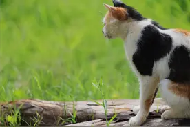 云南野生动物园｜16公里观光，8段式游玩太给力！（附攻略）图片