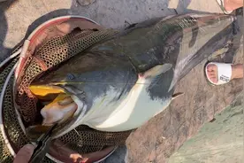 老成精？四川一水库“鲶鱼王”被人钓起，重89斤，许多人劝放生图片