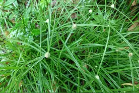 田边常见的蜈蚣草，老人称它为“散寒草”，遇见挖点回家煲汤喝图片