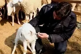 判断羊生病的实用经验！学会有大用图片