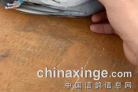 谁说赢冠军才是英雄？2022年不死必归的赛鸽感动瞬间图片