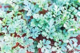 西瓜小苗总是被咬，看看老菜农是怎么做的，两个小妙招图片