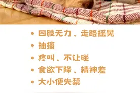狗狗这些行为，是神经炎的前兆！图片
