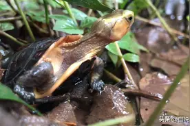 龟蛇大战是摆拍？破解乌龟的谜团，原来，它是一个超乎想象的神兽图片