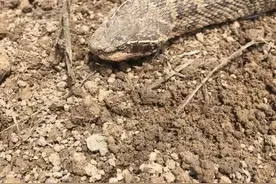 一条破水沟居然挖出十多条蛇，蛇类繁衍真的太快了图片