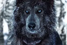 蓝湾牧羊犬，它很贵但没那么离谱图片