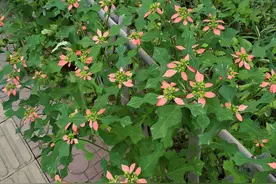 让人无法忍受的挠痒痒游戏（6岁）图片