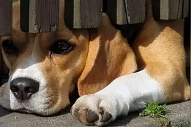 狗狗走丢了，会躲在哪里？不妨去这几个地方找找图片