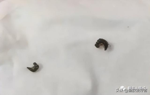 花胶怎么保存不长虫 2026年花胶怎么存放不会长虫