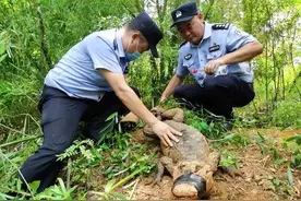 1.88米！罕见扬子鳄现身安徽！战斗力不如大鹅，是真的吗？图片