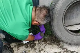 抚松县林业局再添“萌”宠——四只猫头鹰幼崽图片