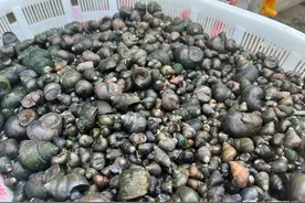 明前螺蛳，赛过肥鹅！但专家提醒，有些人不能吃图片