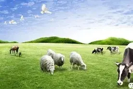 牛羊病诊断与治疗：羊的投药方法图片