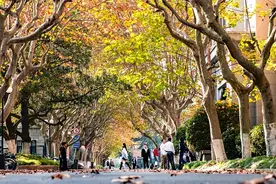 梧桐，上海人的乡愁图片