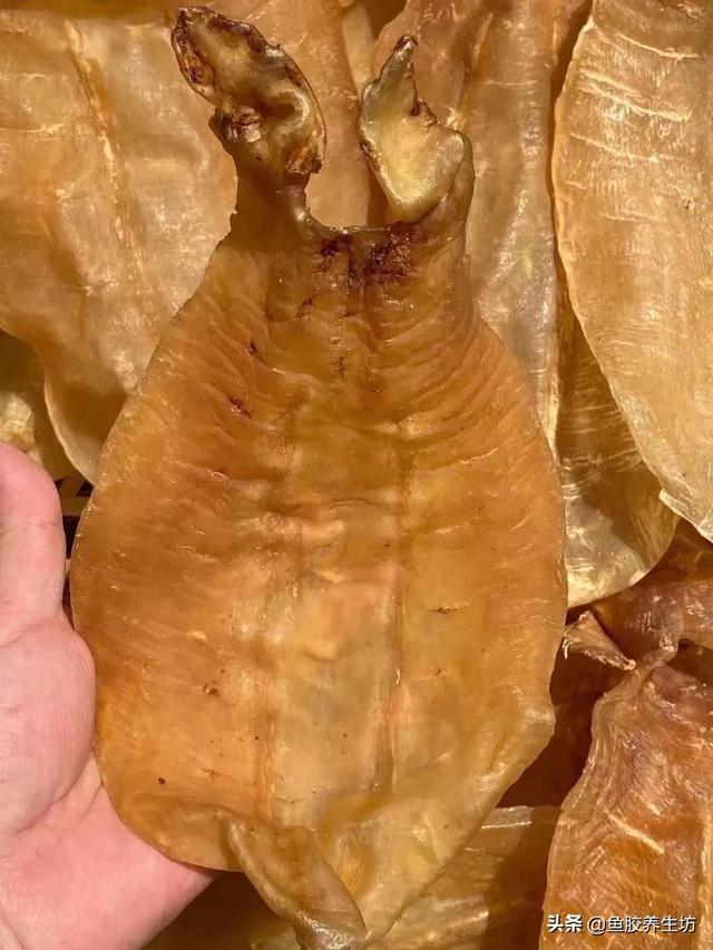 赤嘴鱼胶价格 2026年赤嘴鱼胶价格2024最新价目表 赤嘴鱼胶价格 2026年赤嘴鱼胶价格2024最新价目表